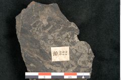 Foto (Detailansicht) von Taeniopteris lomariopsis Ettingshausen (NHMW-GEO-2024-0188-10322)